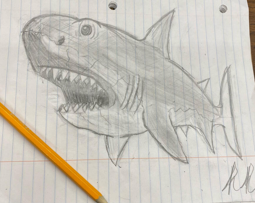 Sketch of a shark