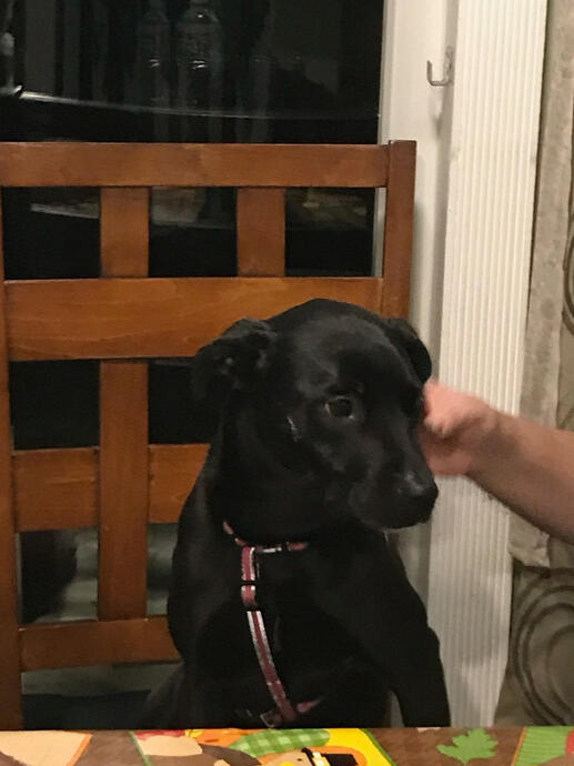 My Dog Kira