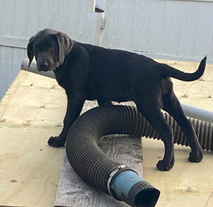 My Dog Luna